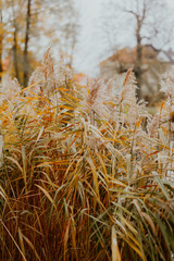 Fototapeta premium Seedy reed stalks at sunset