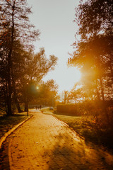 Patch in Park at Autumn Sunset