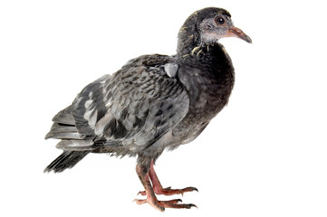 pigeon