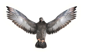 pigeon