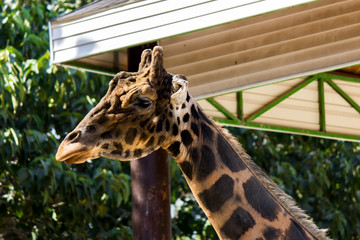 Giraffe