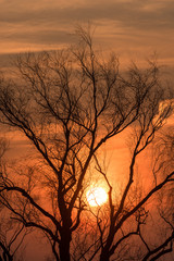 Sunset and the bared trees