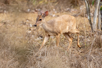 Ein laufender Pampashirsch in der Seitenansicht