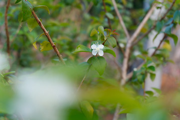 Small white flower. Is the flower of the surinam cherry tree.