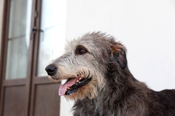 Dog breed  irish wolfhound  portrait on on the porch of the house