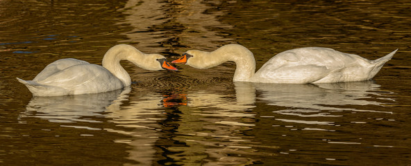 two swans on water mating