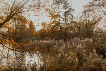 Seedy reed stalks at sunset