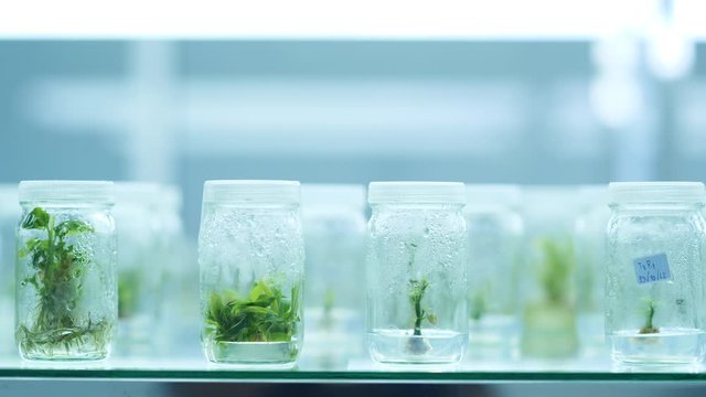 Tree Tissue Culture Lab in thailand.