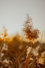 Seedy reed stalks at sunset