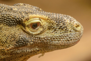 detail portrait of komodo dragon lizard