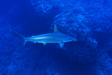 Scalloped hammerhead shark