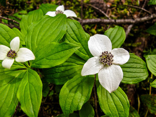 Creeping dogwood flower in the forest in British Columbia, Canada