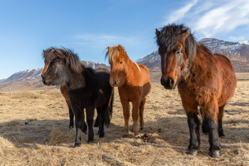 Group portrait of Icelandic horses on winter time. Iceland