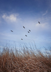 Flock of migratory birds flying over over a meadow with dry grass. Late autumnal migration scene, vertical shot in the nature with a blue sky background.