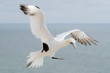 Fototapeta na wymiar Gannet (Morus bassanus) flying above the sea near the island of helgoland in germany. 