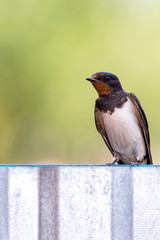 Fototapeta premium Barn swallow looking into the camera while sitting on a metal fence.
