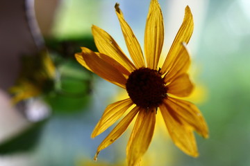 Yellow daisy near the window. Macro.