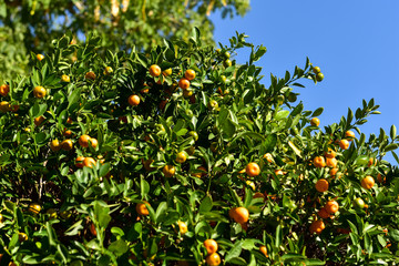 oranges on tree