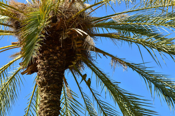 palm tree