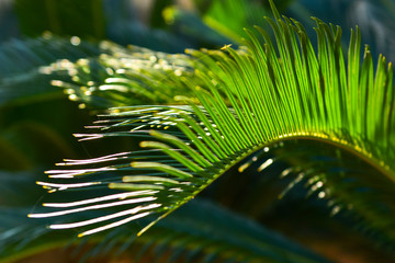 green leaf