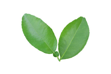 Fototapeta premium Lemon leaf isolated on white background. with clipping Path