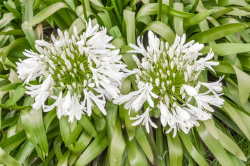 Agapanthus blanc 