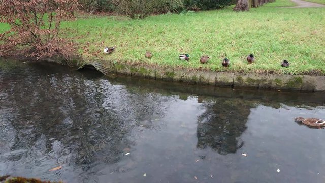 Duck swimming in the water with reflections of trees while others resting on green grass