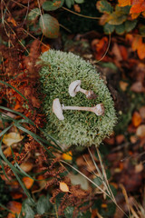Mushrooms on stump covered with moss.
