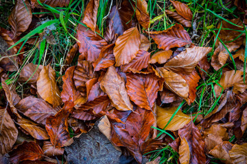 beech leaves on green grass in autumn