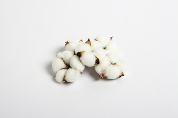 Cotton flowers on a white background. Natural product concept. Flat lay, top view