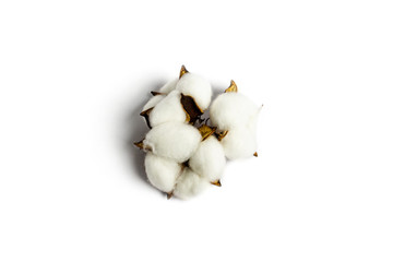 Cotton flowers on a white background. Natural product concept. Flat lay, top view