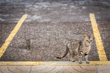 Female stray cat, climb on curb watching the road with her young behind the road.
