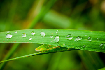 drops on grass