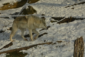Timber Wolf