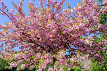 Spring blossom at Alexandra Gardens Cathays Park Cardiff Wales