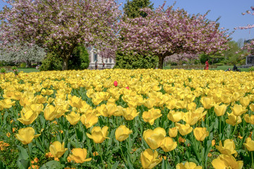 Yellow tulips at Alexandra Gardens Cathays Park Cardiff Wales