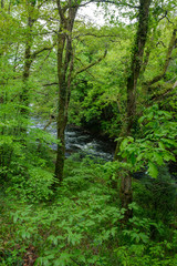 River Dart Dartmoor Devon England