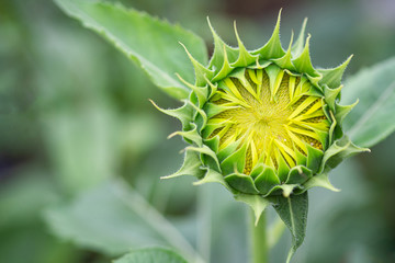 Green young sunflower bud before blooming