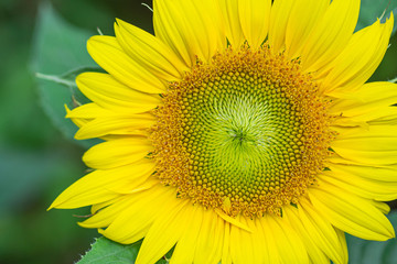 Close-up of sunflower are blooming in the garden