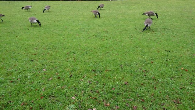 Gooses are feeding on the green grass