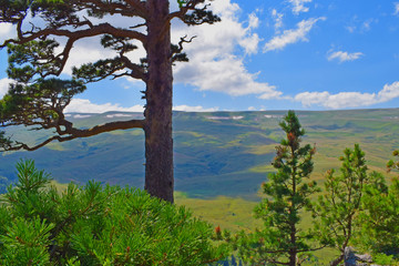 Fototapeta na wymiar Beautiful mountains, meadows and green pines. Blue sky and white clouds. Summer landscape, sunny day. Horizontal photo. Plateau Lago-Naki, Adygea.
