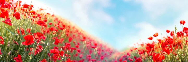 Poster Im Rahmen Webbanner 3:1. Rotes Mohnblumenfeld auf Hügeln. Frühlingshintergrund © thayra83
