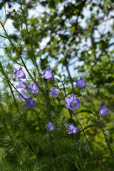 Campanula persicifolia with violet flowers. Beautiful bellflower in garden in sunny summer day.