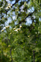 Daisy flowers in windy day. Chamomiles in summer garden.