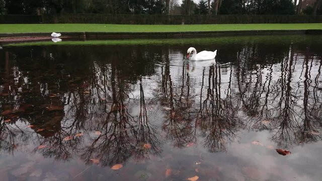 White swan putting its head into water with reflections of trees