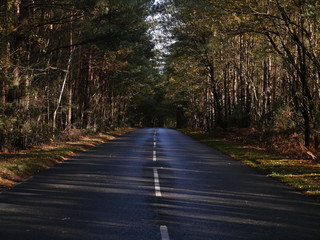 Obraz premium road in the forest