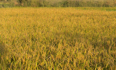 Glutinous rice in rice field Ready to harvest in Thailand