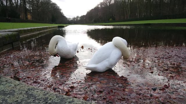 Two swans cleaning themselves with their beaks in pond water