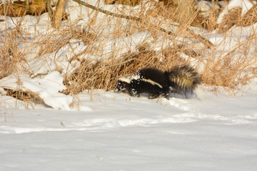 Skunk in snow covered hay field