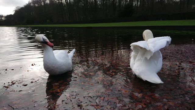 Beautiful white swan opening and flapping its wings in pond water